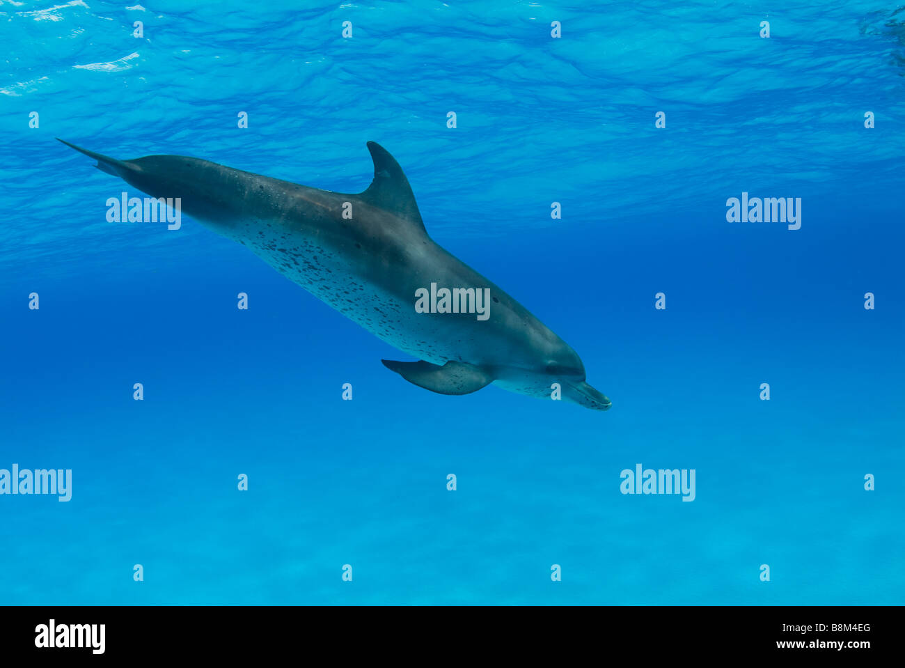 Spotted Dolphin Stenella sp. Atlantic Ocean Bahamas Stock Photo