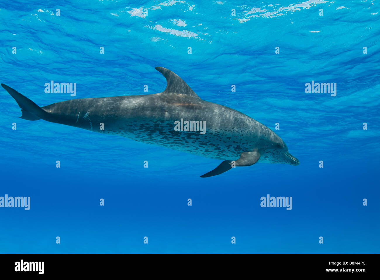 Spotted Dolphin Stenella sp Atlantic Ocean Bahamas Stock Photo