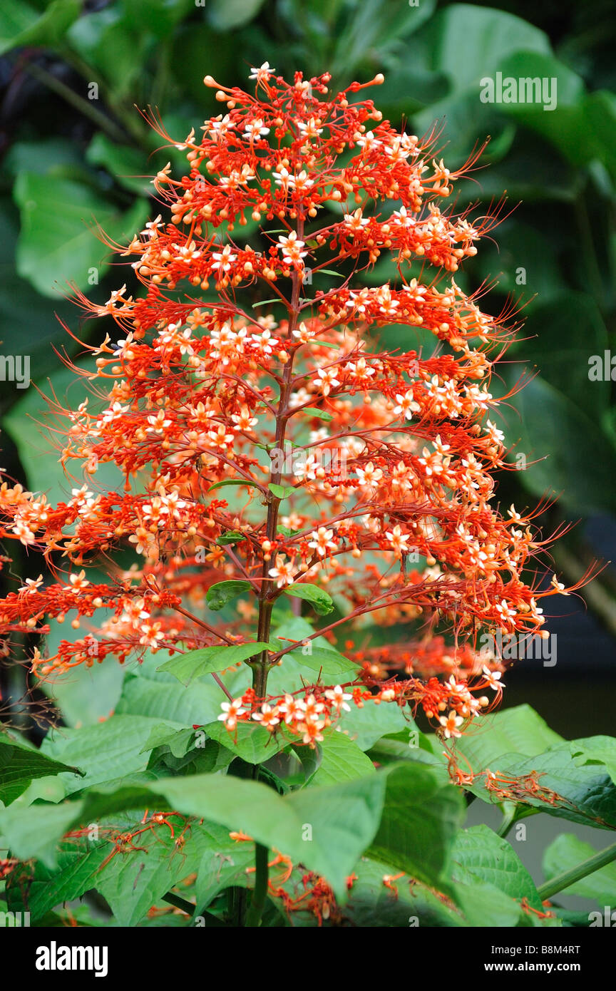 Pyramide Tree Rainforest pyramid hi-res stock photography and images - Alamy