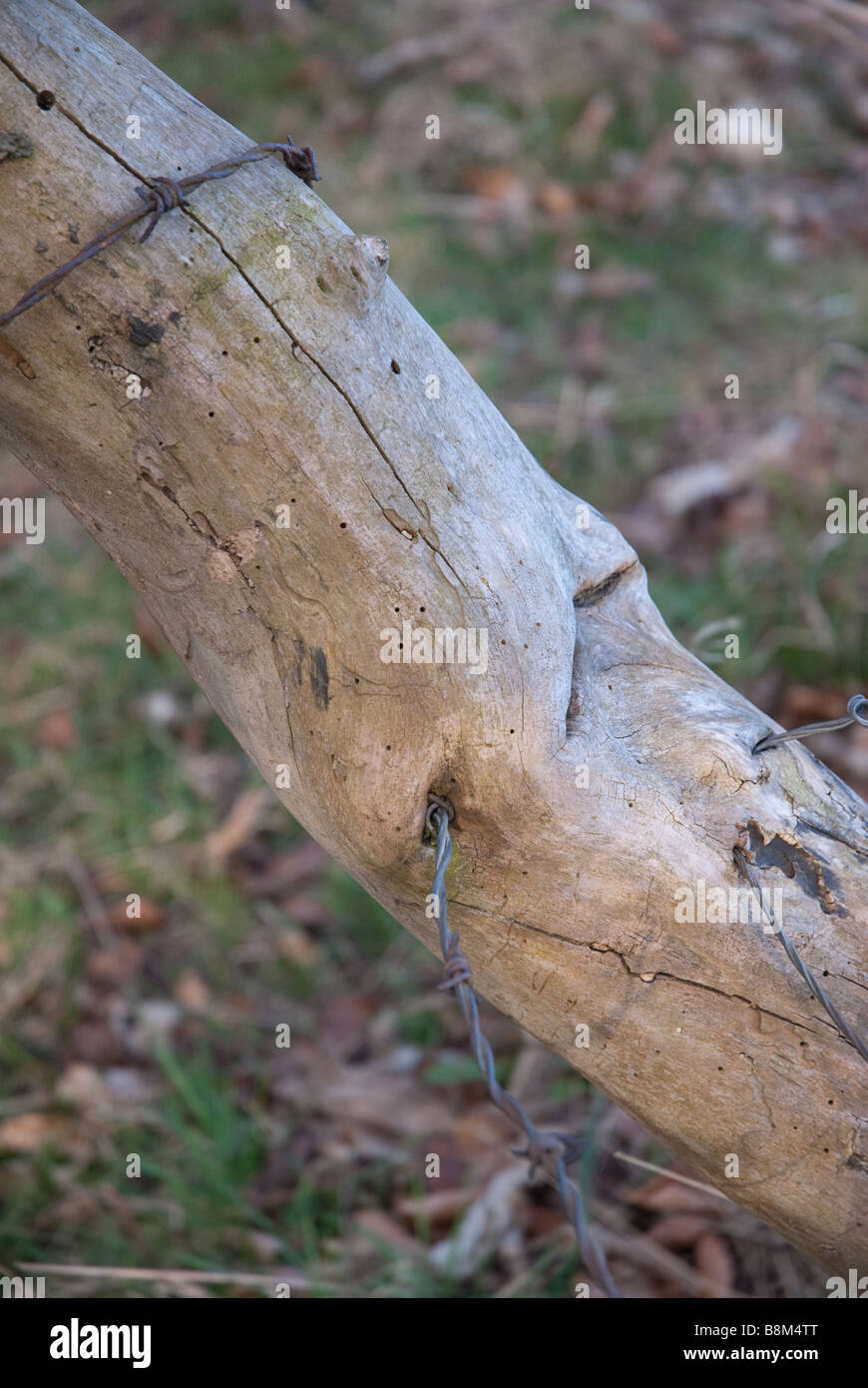 Tree trunk growing through barbed wire Stock Photo