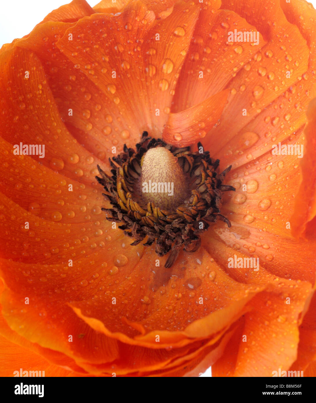 close-up tulip in full blossom Stock Photo