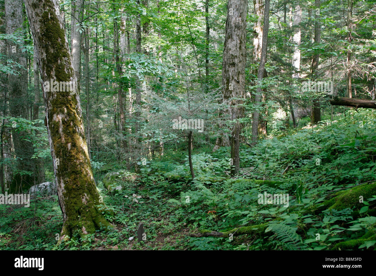 Eastern Deciduous Forest at Smoky Mountain National Park Stock Photo