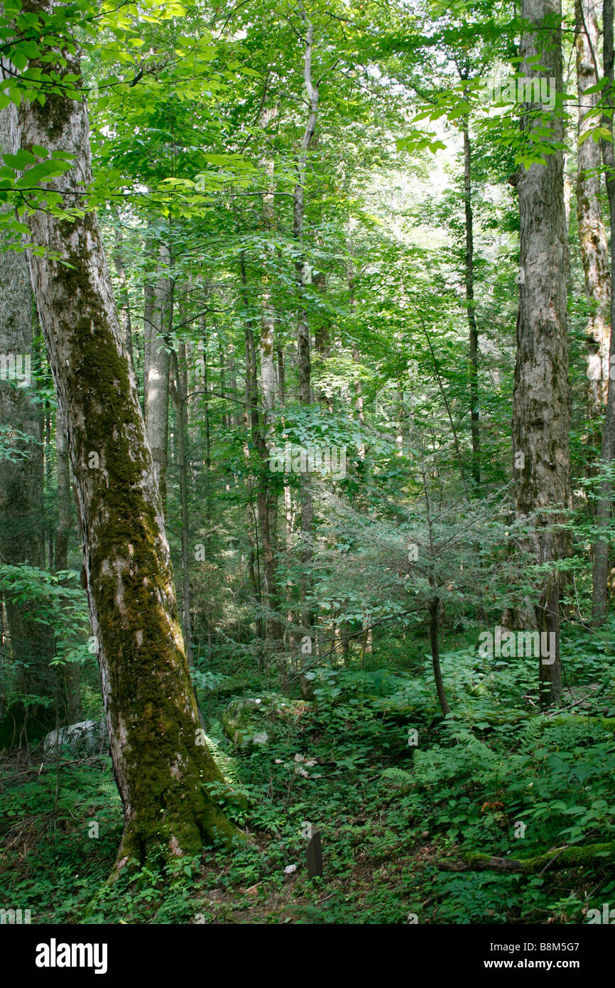 Eastern Deciduous Forest at Smoky Mountain National Park - Vertical Stock Photo