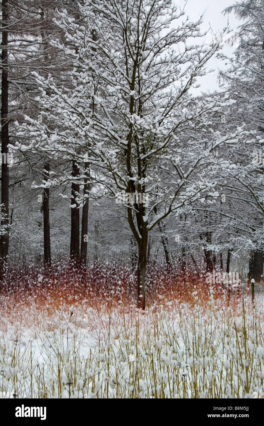 Cornus sanguinea midwinter fire hi-res stock photography and images - Alamy