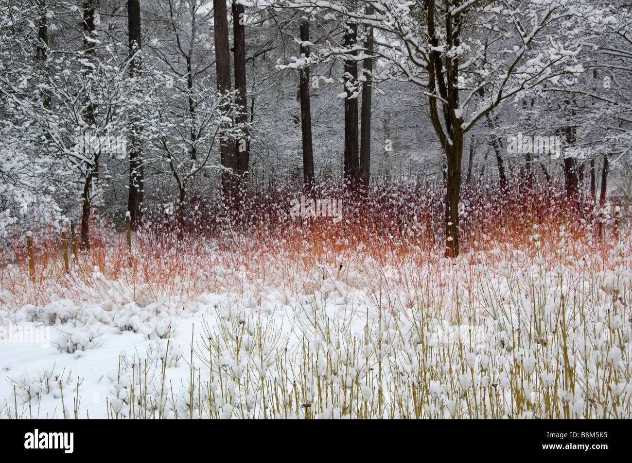 Cornus sanguinea midwinter fire hi-res stock photography and images - Alamy