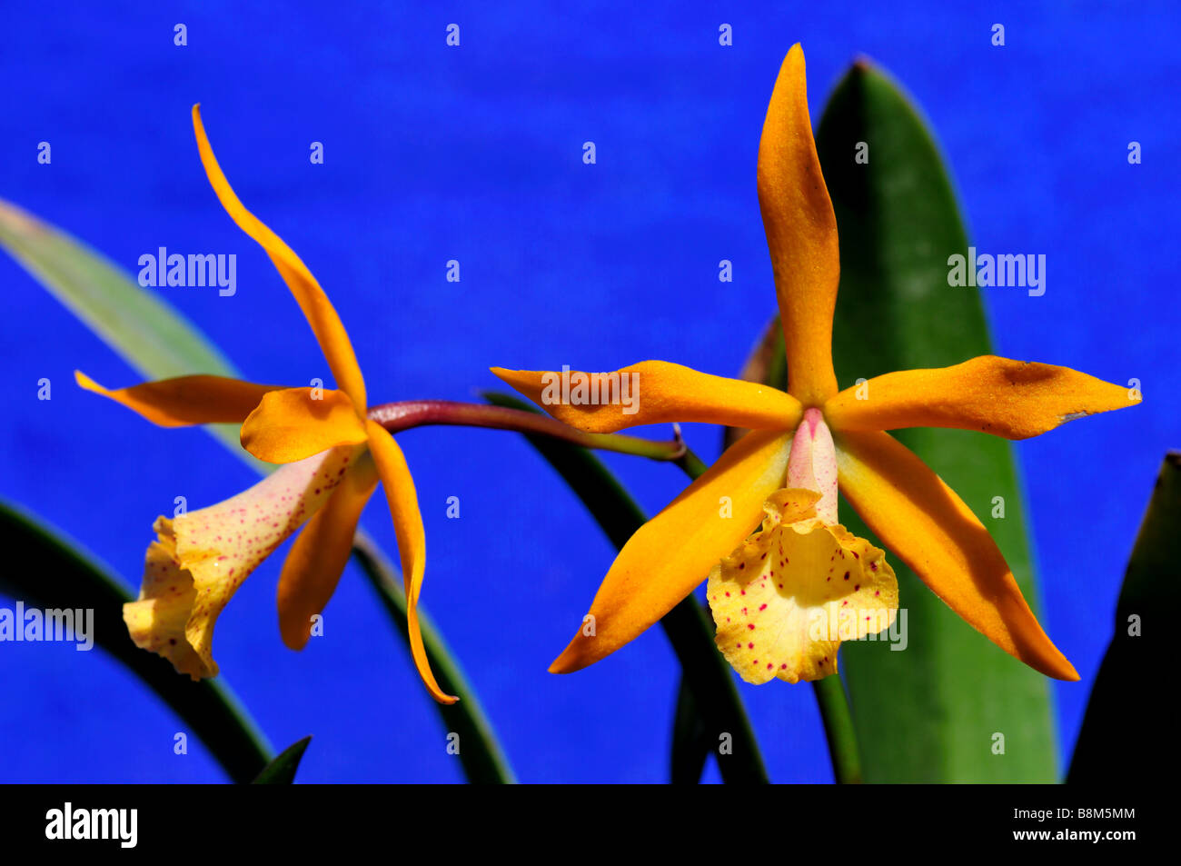 Yellow orchid flowers. Stock Photo