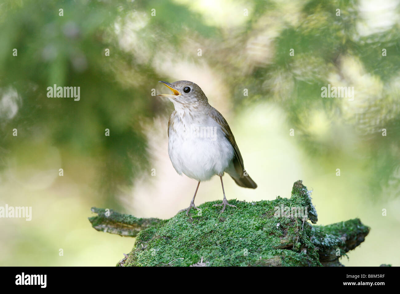 Veery Singing on Moss Covered Log Stock Photo