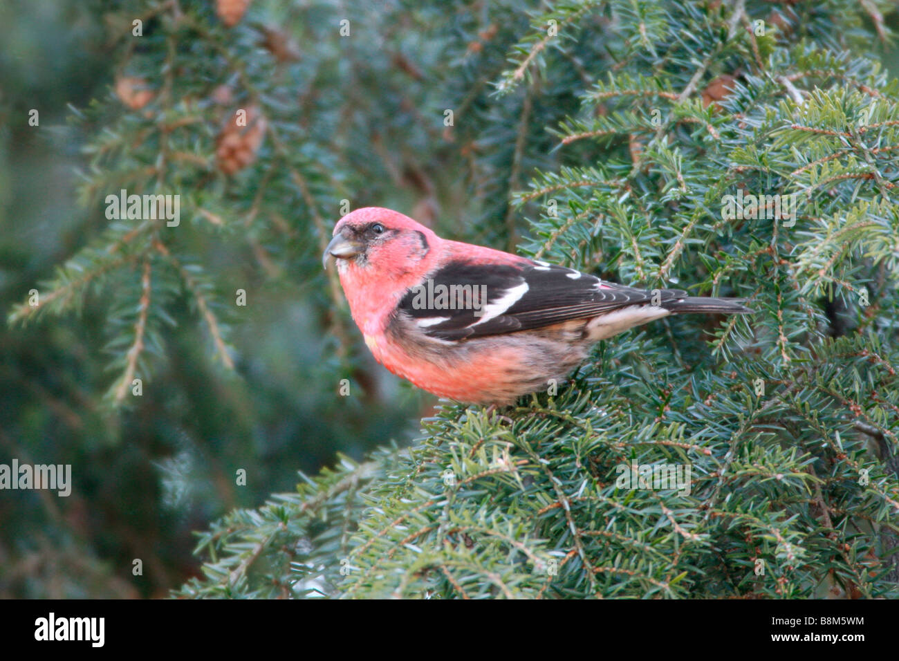 White winged Crossbill Perched in Hemlock Stock Photo
