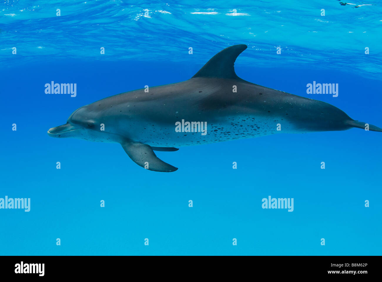 Spotted Dolphins Stenella sp. Atlantic Ocean Bahamas Stock Photo