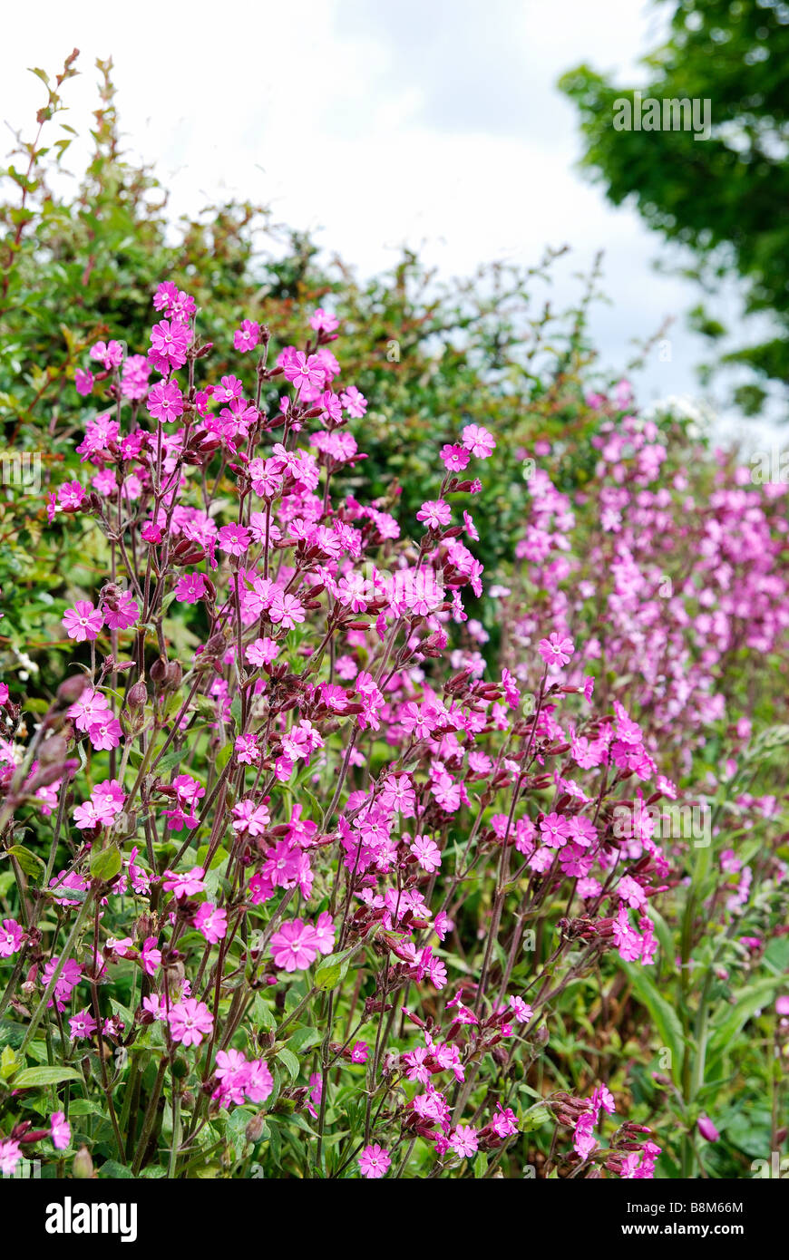 red campion flowering in the hedgerows in cornwall uk Stock Photo