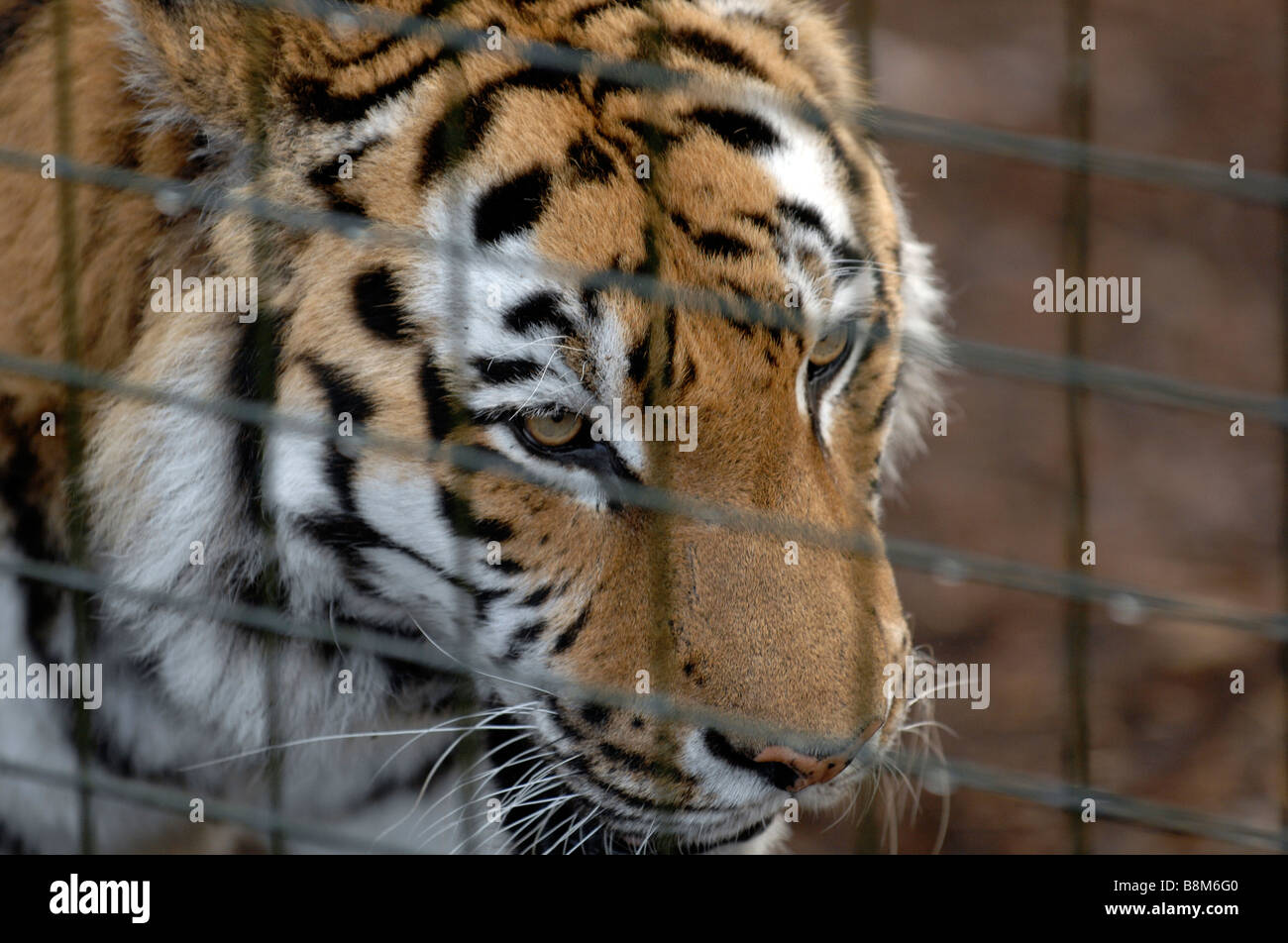 Amur Tiger in captivity Stock Photo