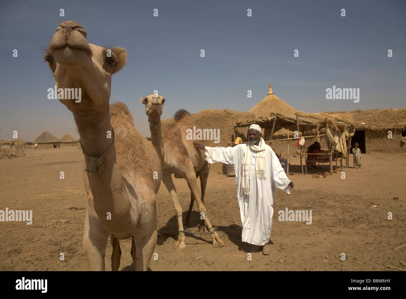Camels in Rashaida village near Kassala at Erythrean border in Sudan Stock Photo