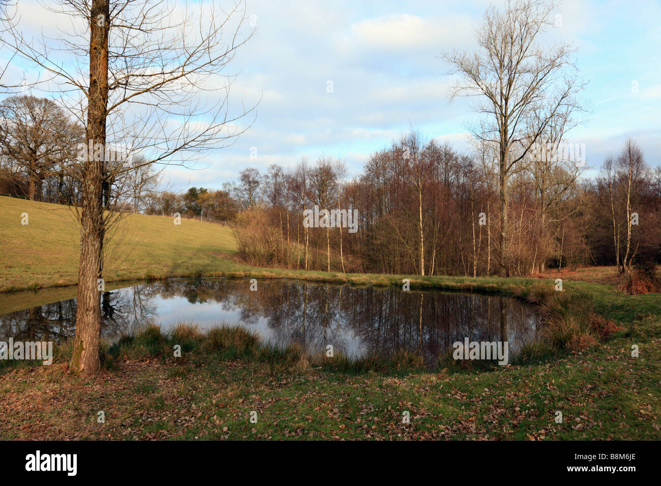 Pond in Ashdown Forest Sussex England UK. Stock Photo