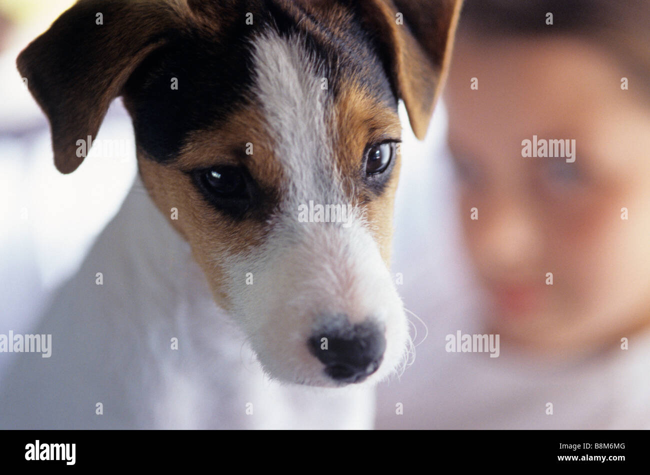 Jack Russell Terrier alert expression on face Stock Photo - Alamy