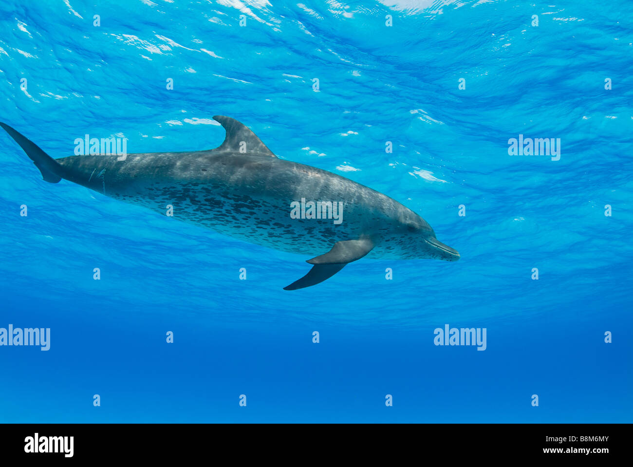 Spotted dolphin Stenella Atlantic Ocean Bahamas Stock Photo