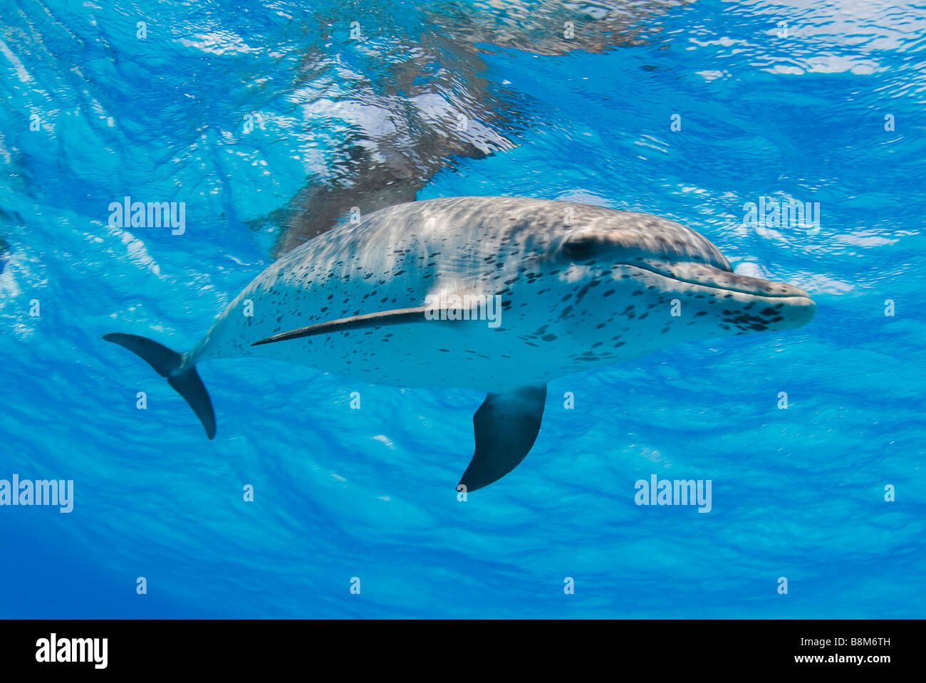 spotted dolphin Stenella sp Atlantic Ocean Bahamas Stock Photo