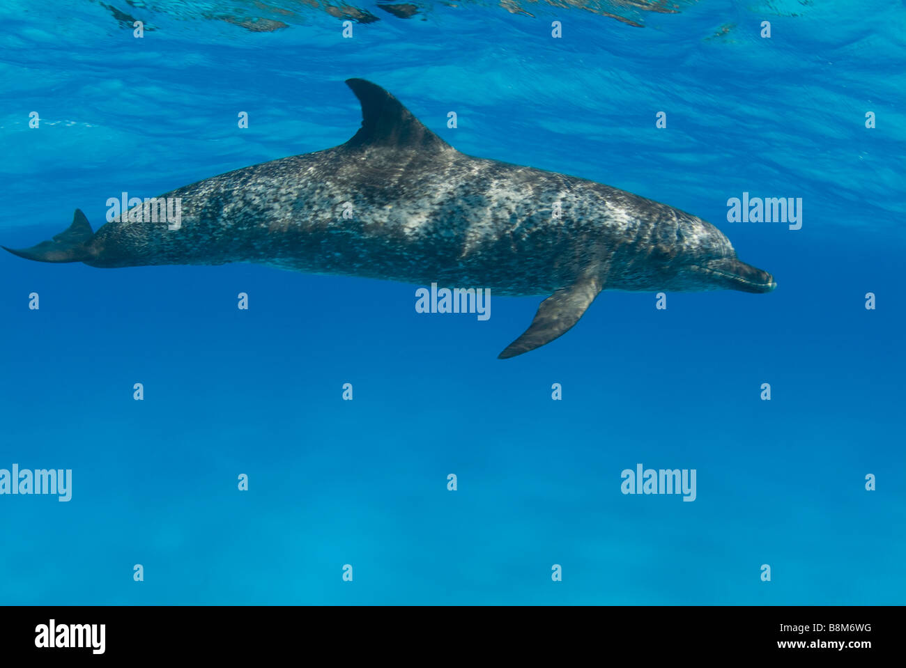 Spotted dolphin Stenella Atlantic Ocean Bahamas Stock Photo