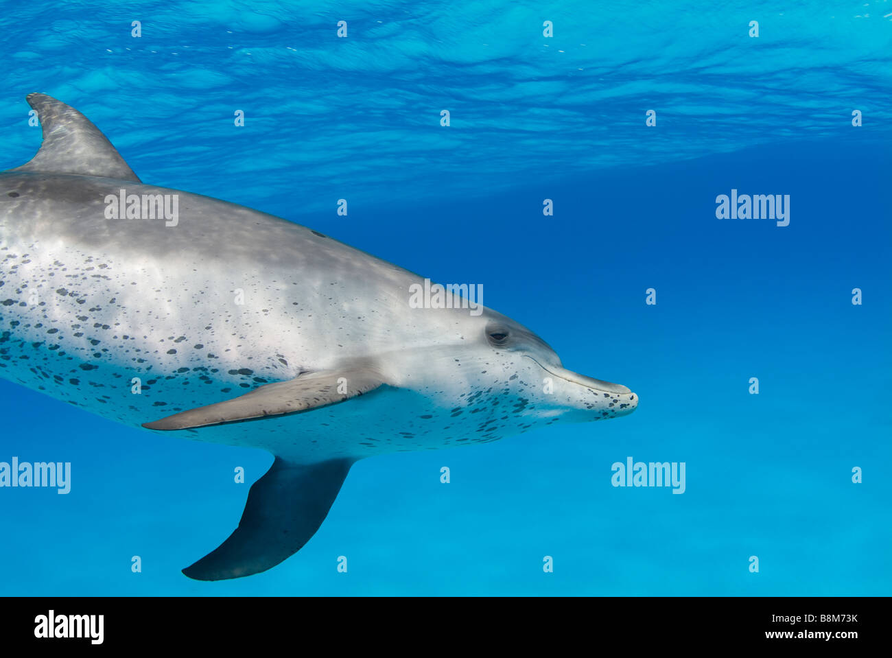 spotted dolphin Stenella sp Atlantic Ocean Bahamas Stock Photo