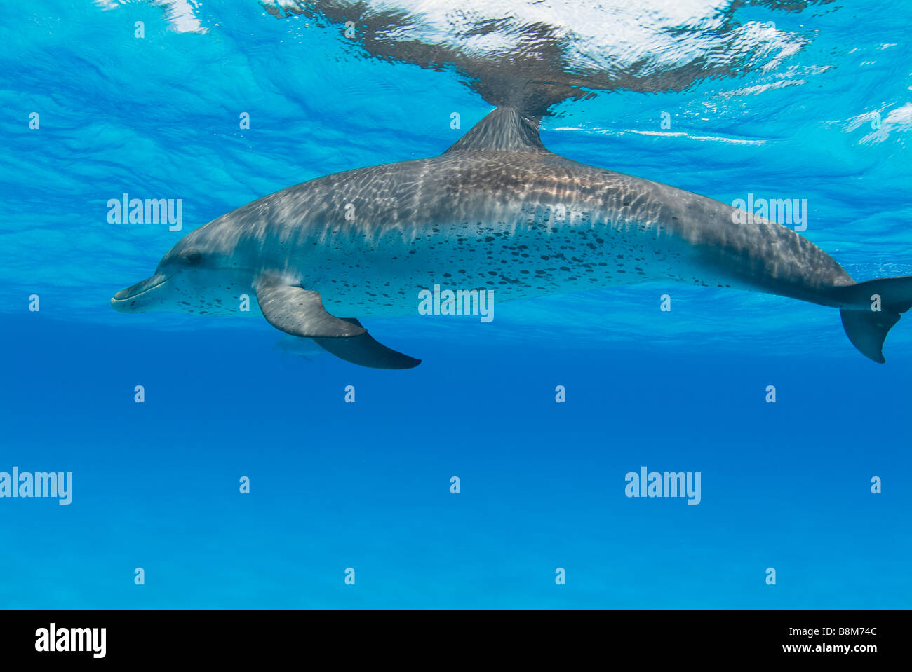 Spotted dolphin Stenella sp Atlantic Ocean Bahamas Stock Photo