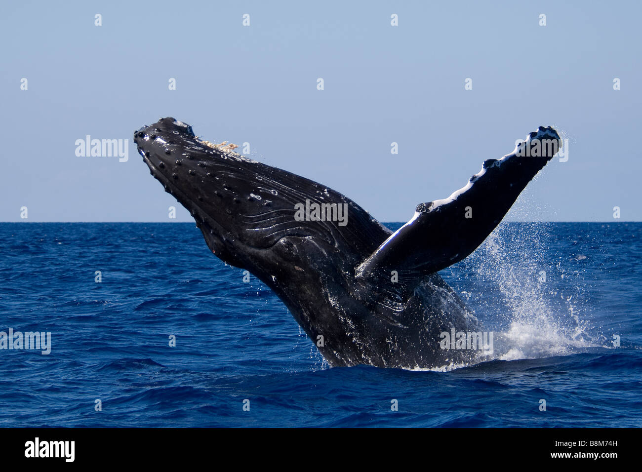 Breaching Humpback Whale Megaptera novaeangliae Hawaii Stock Photo