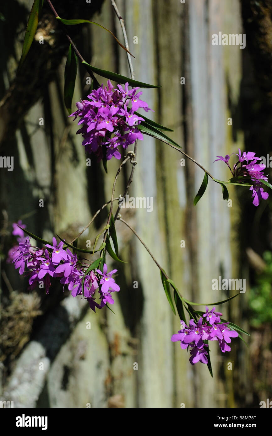 Oerstedella centradenia Orchid Stock Photo