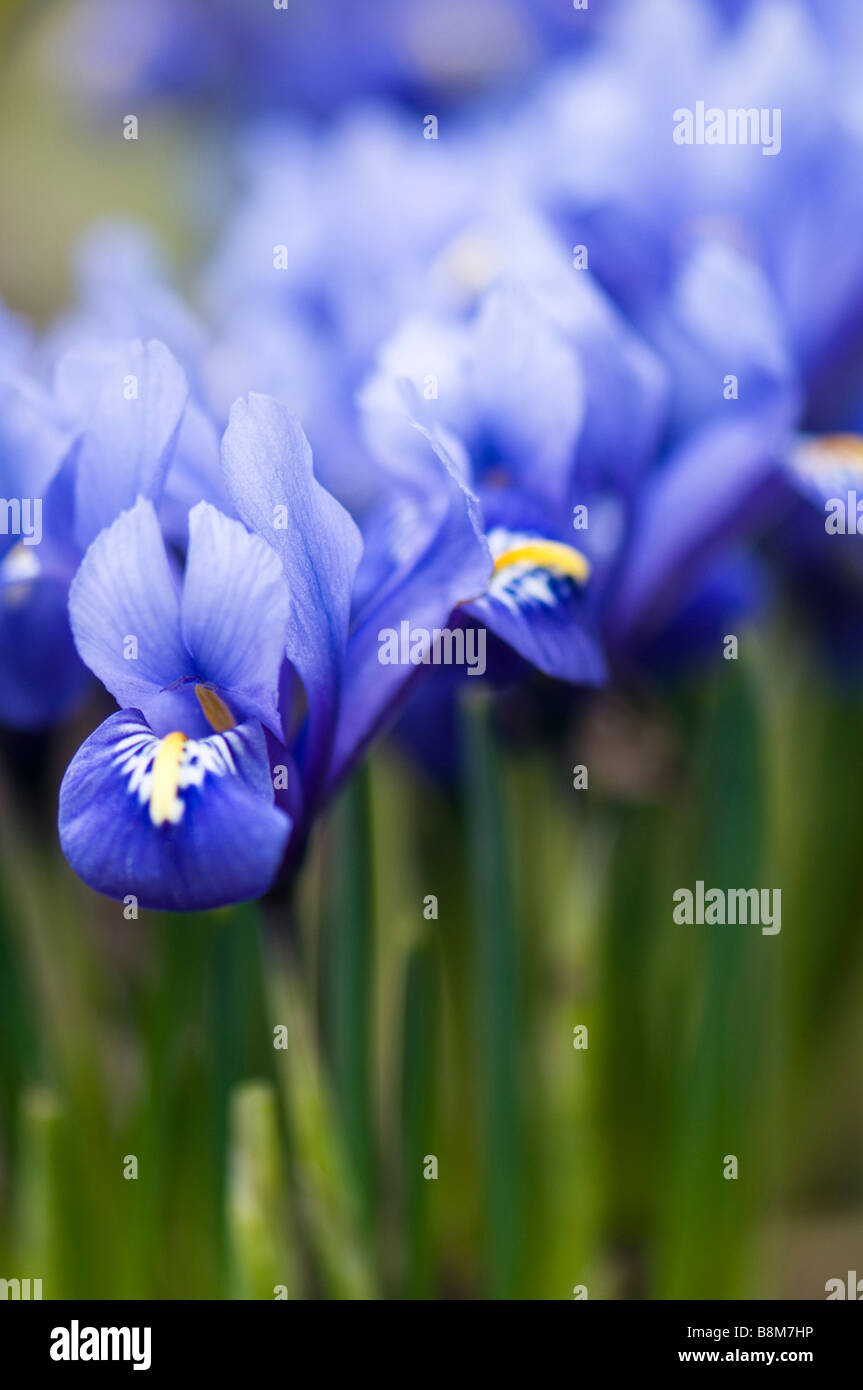 Close up of a group of blue iris reticulata Stock Photo