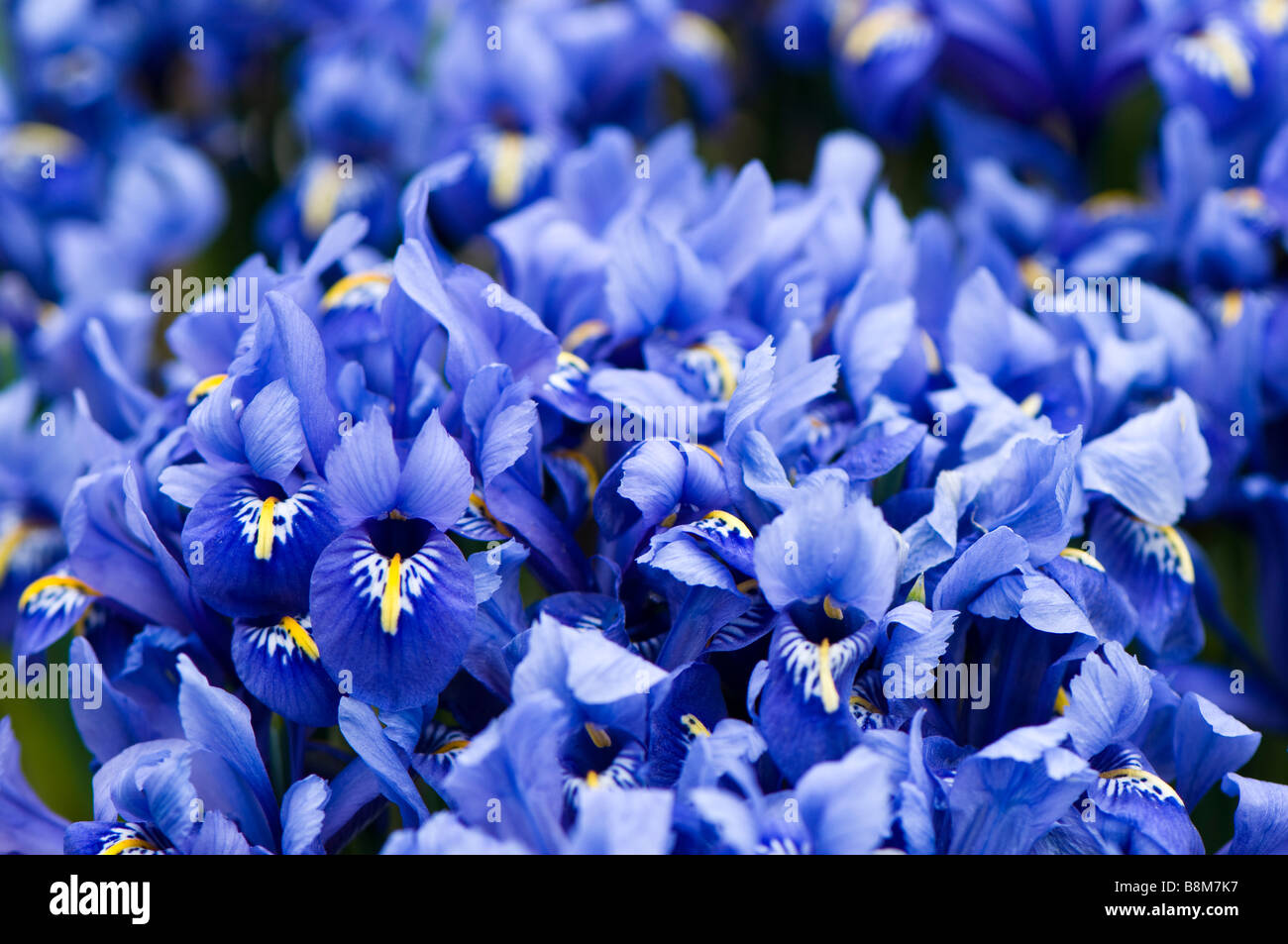 Close up of a group of blue iris reticulata Stock Photo