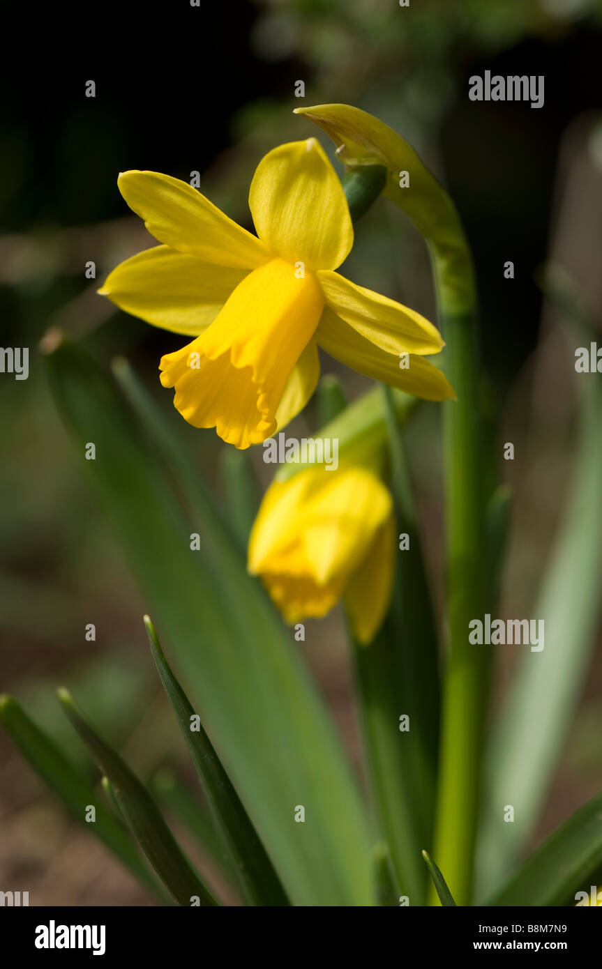 Close up of a flowering Dwarf Daffodil Tete a Tete Stock Photo Alamy