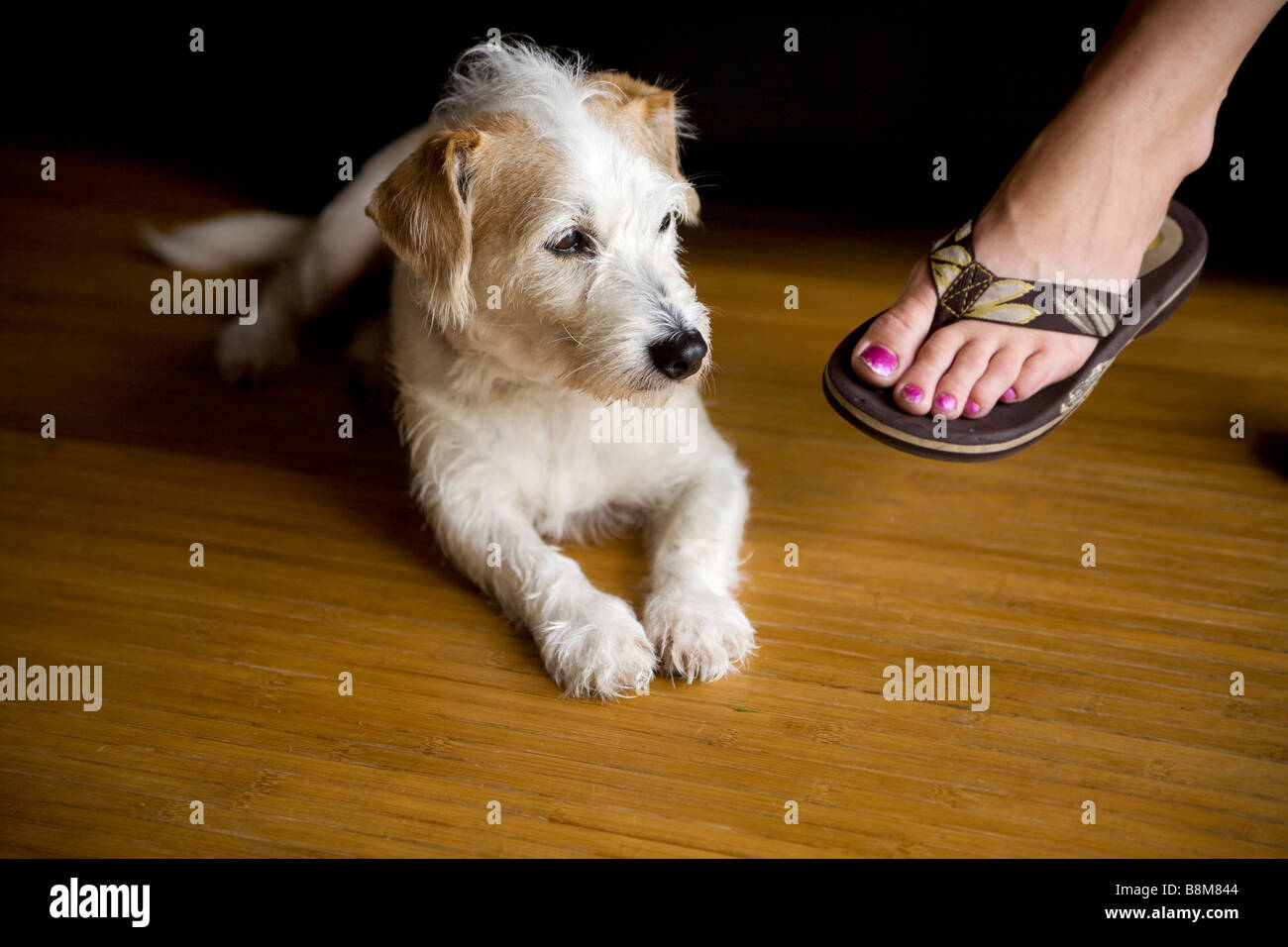dog lying down next to owner Stock Photo