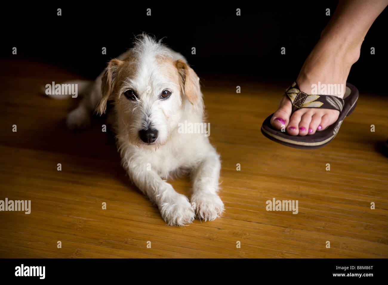 dog lying down next to owner Stock Photo