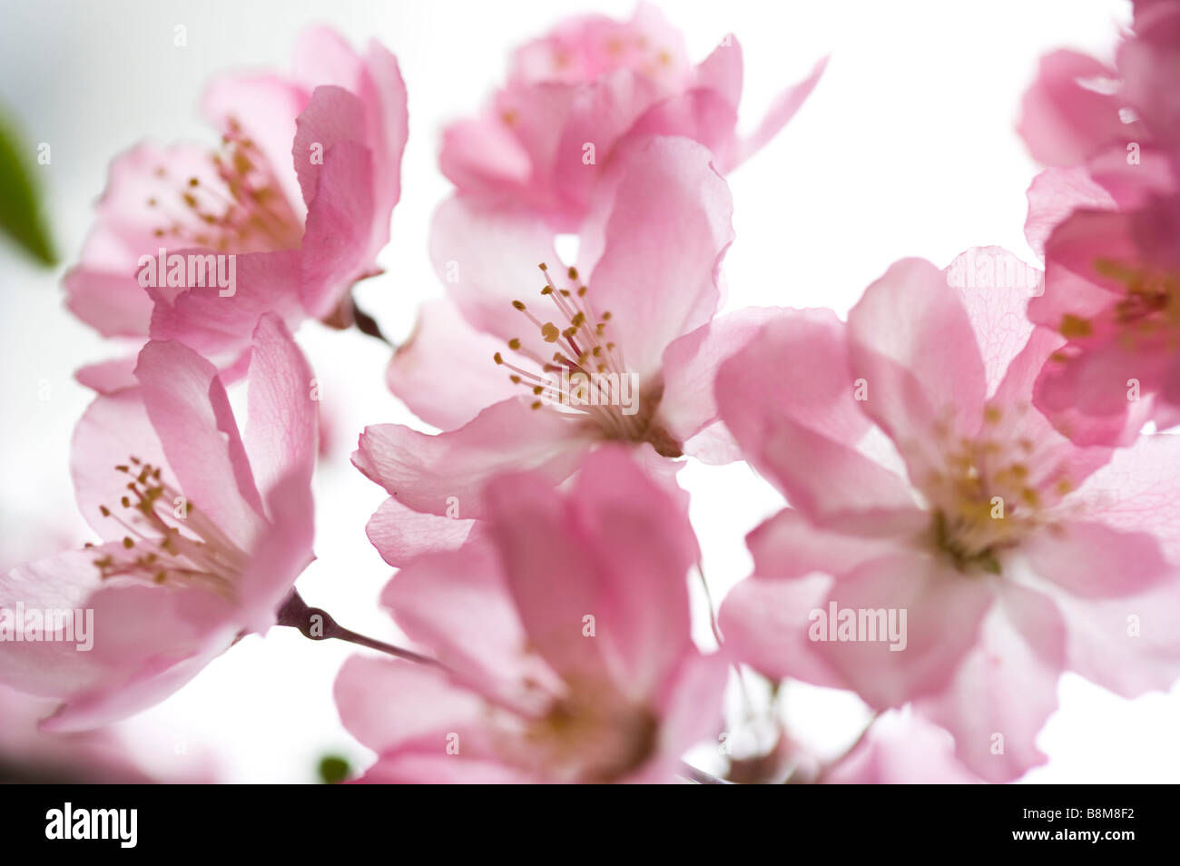 Close up of pink cherry blossom Stock Photo - Alamy