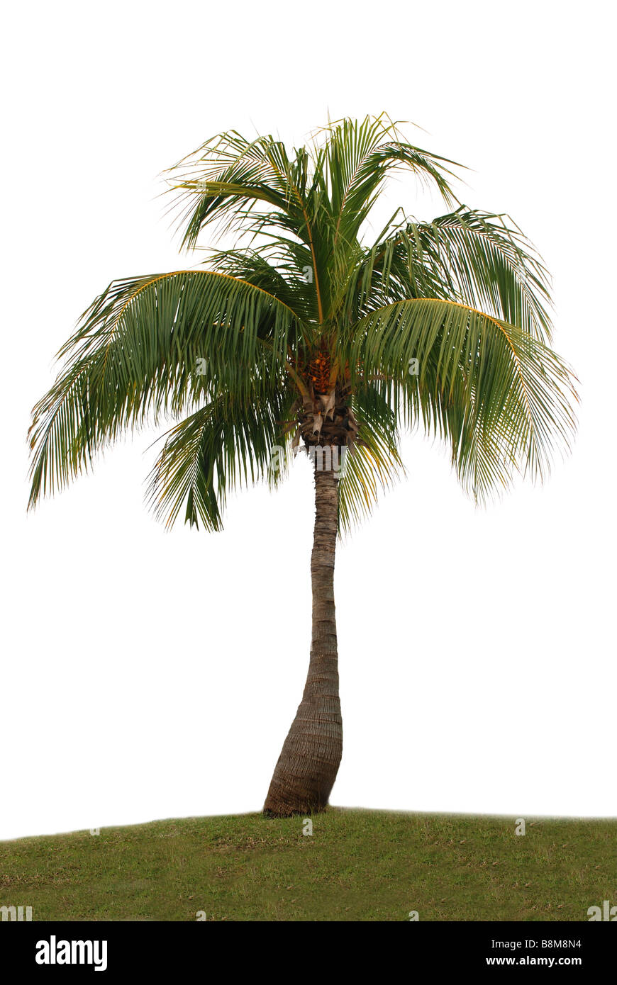 Palm tree isolated on white background Stock Photo