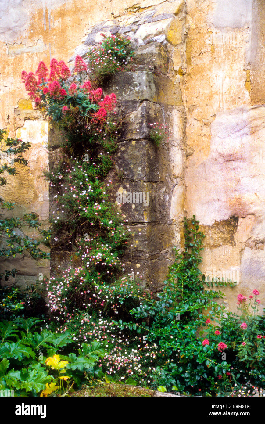 Flowers grow on old stone wall Stock Photo Alamy