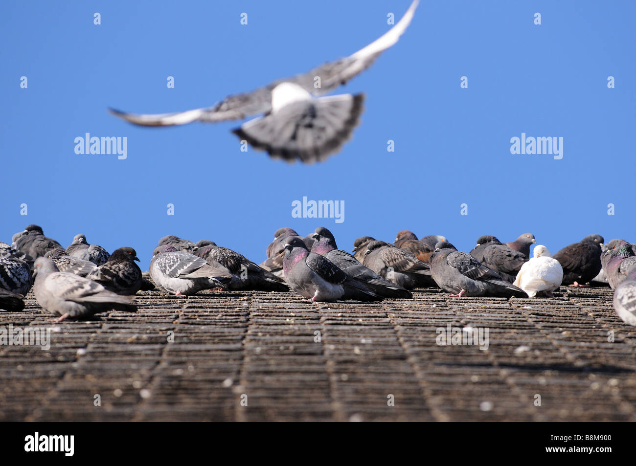 Pigeons, birds sitting on the tar shingle roof on a cold Canadian winter day, as one bird takes flight leaving the others behind Stock Photo