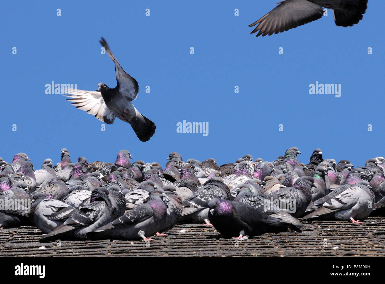 Pigeons, birds sitting on the tar shingle roof on a cold Canadian winter day, as one bird takes flight leaving the others behind Stock Photo