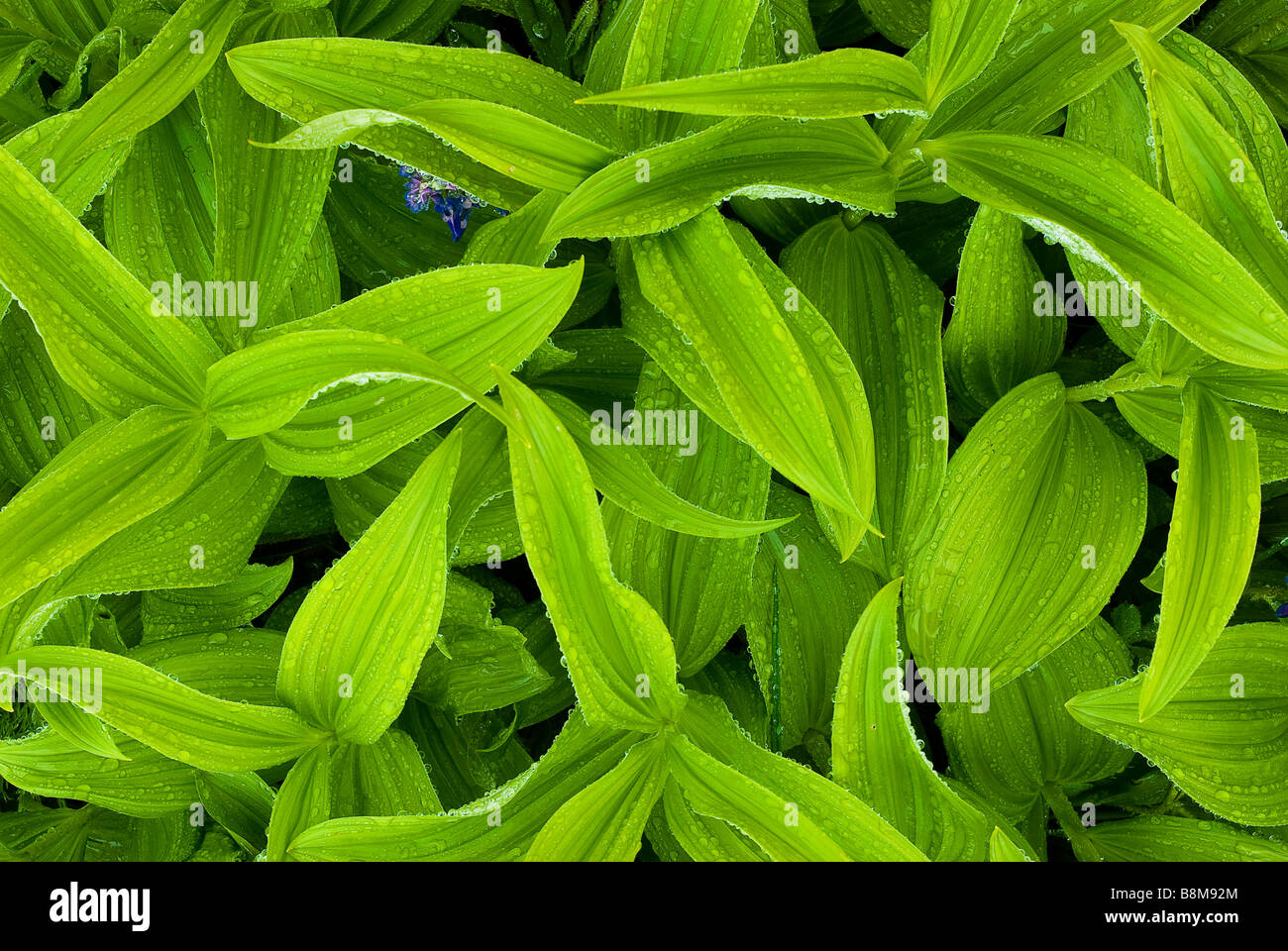 USA, Washington, Mt. Rainier NP. Close up of False Hellebore (Veratrum viride), herbaceous perennial plant. Stock Photo