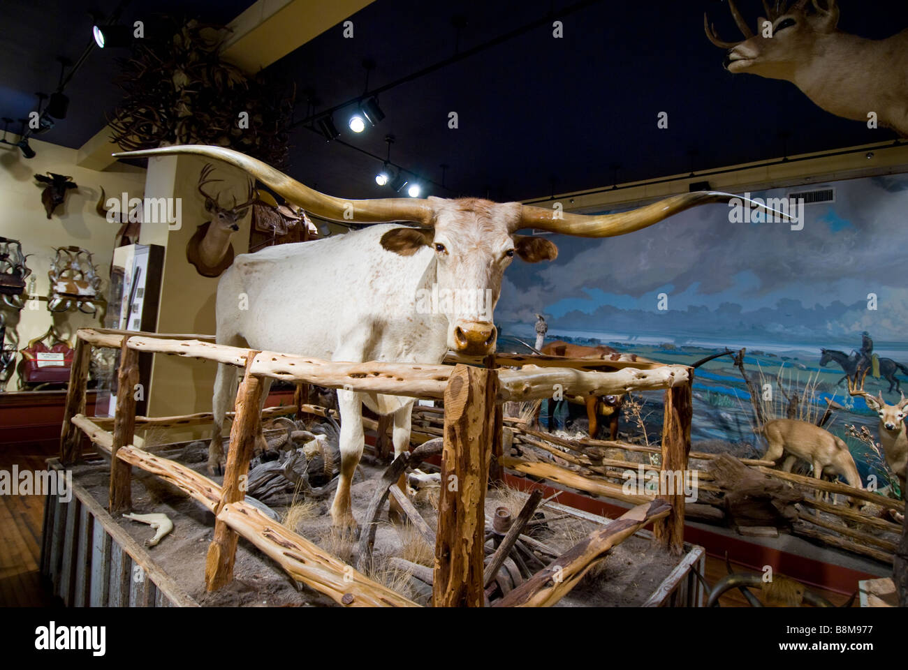 Buckhorn Saloon and Museum San Antonio Texas tx white longhorn steer landmark city Stock Photo