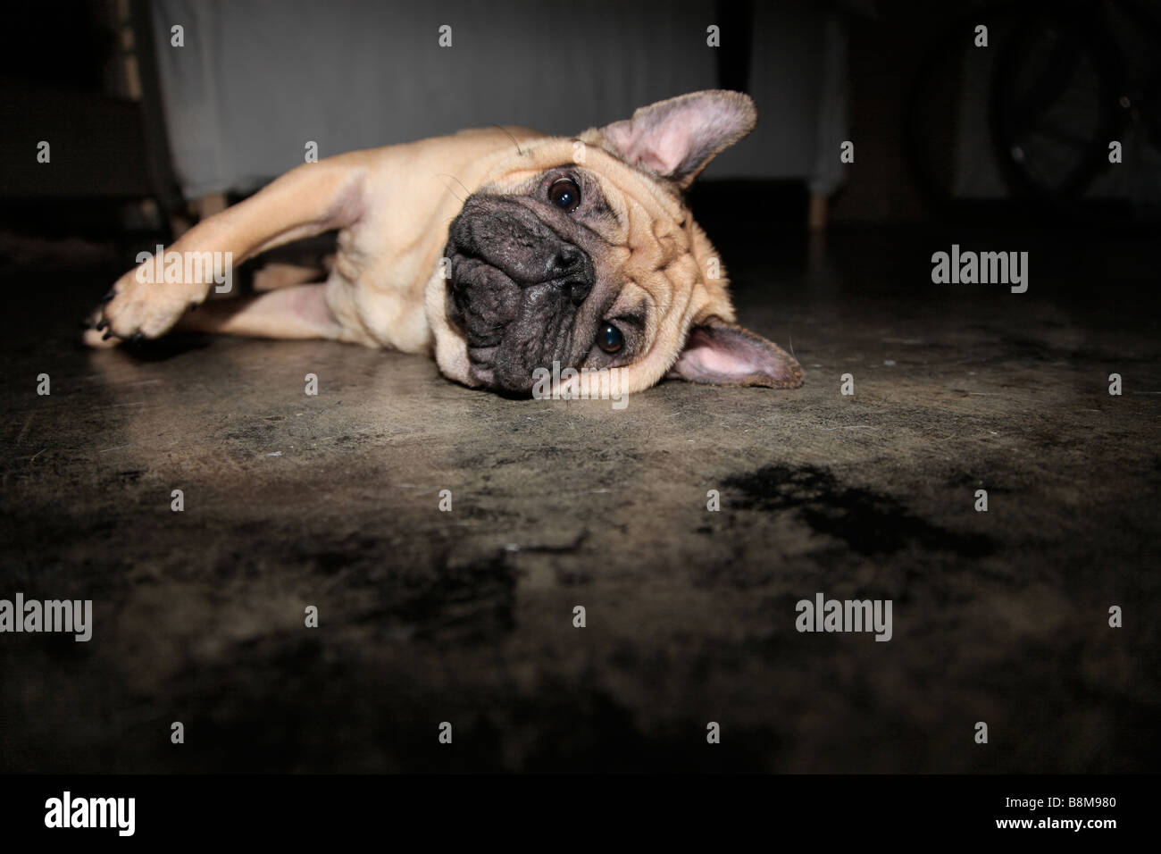 Lonely dog waits for owner to return Stock Photo - Alamy