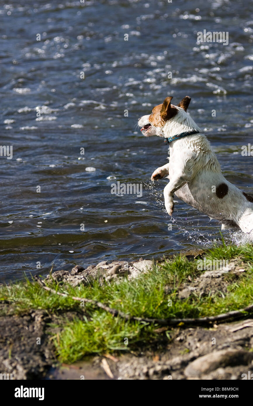 Dog Jumping Into Water Hi Res Stock Photography And Images Alamy