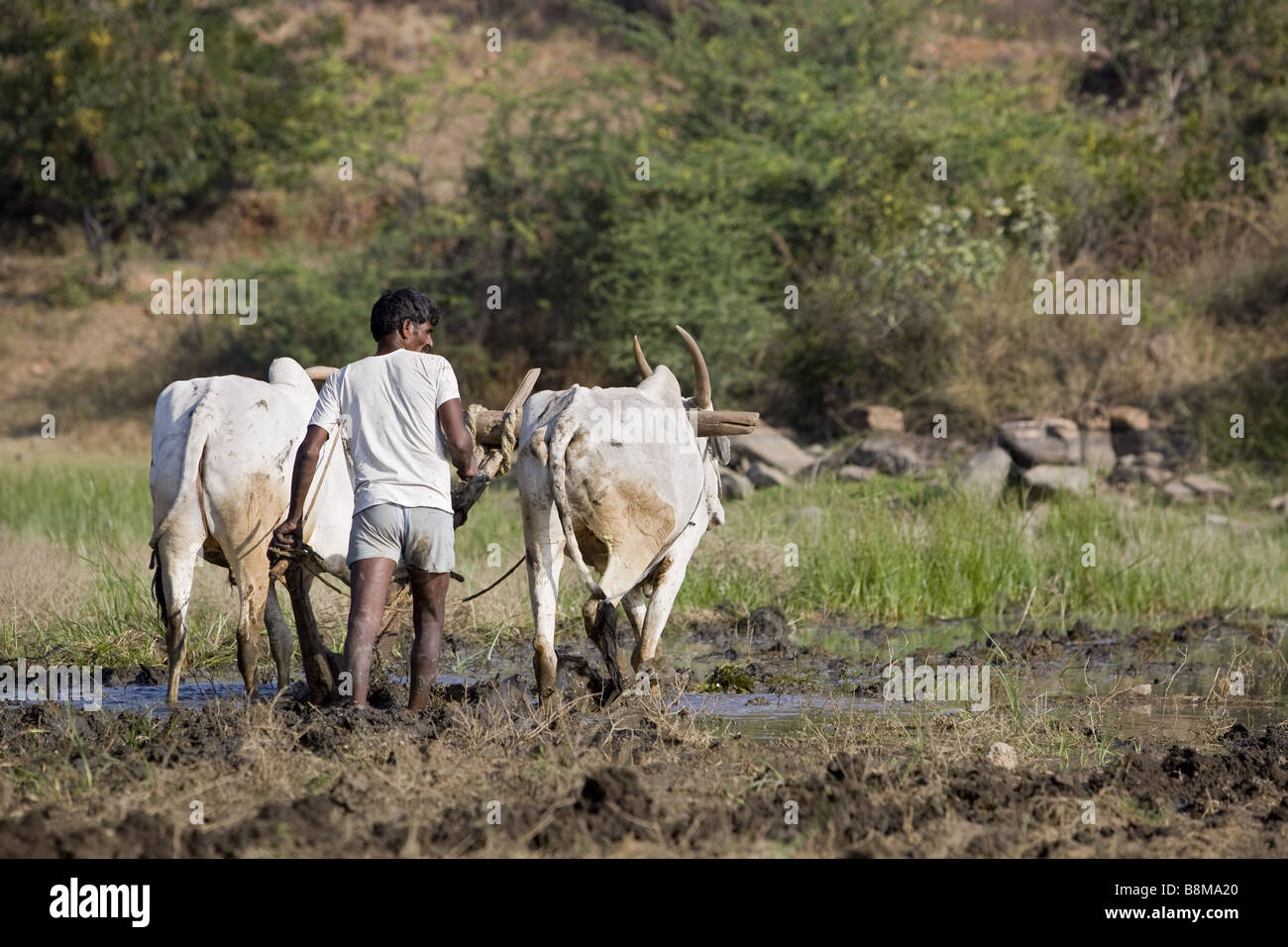 Indian man ploughing rice field Stock Photo