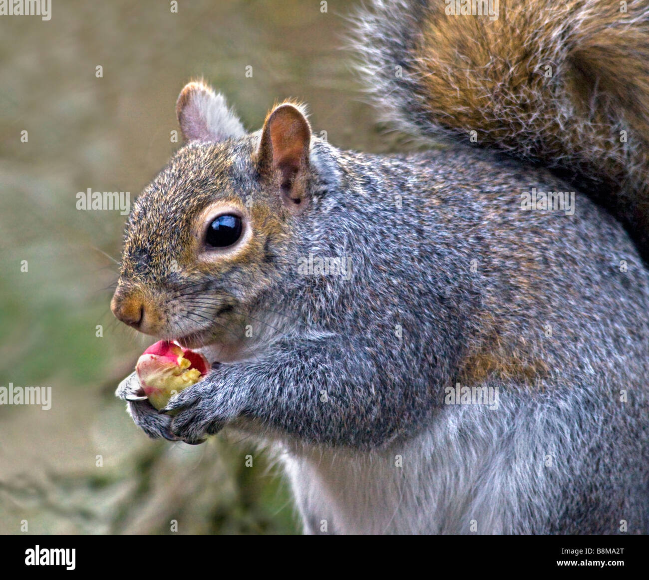 Grey Squirrel (Sciurus carolinensis) eating Fruit Stock Photo Alamy