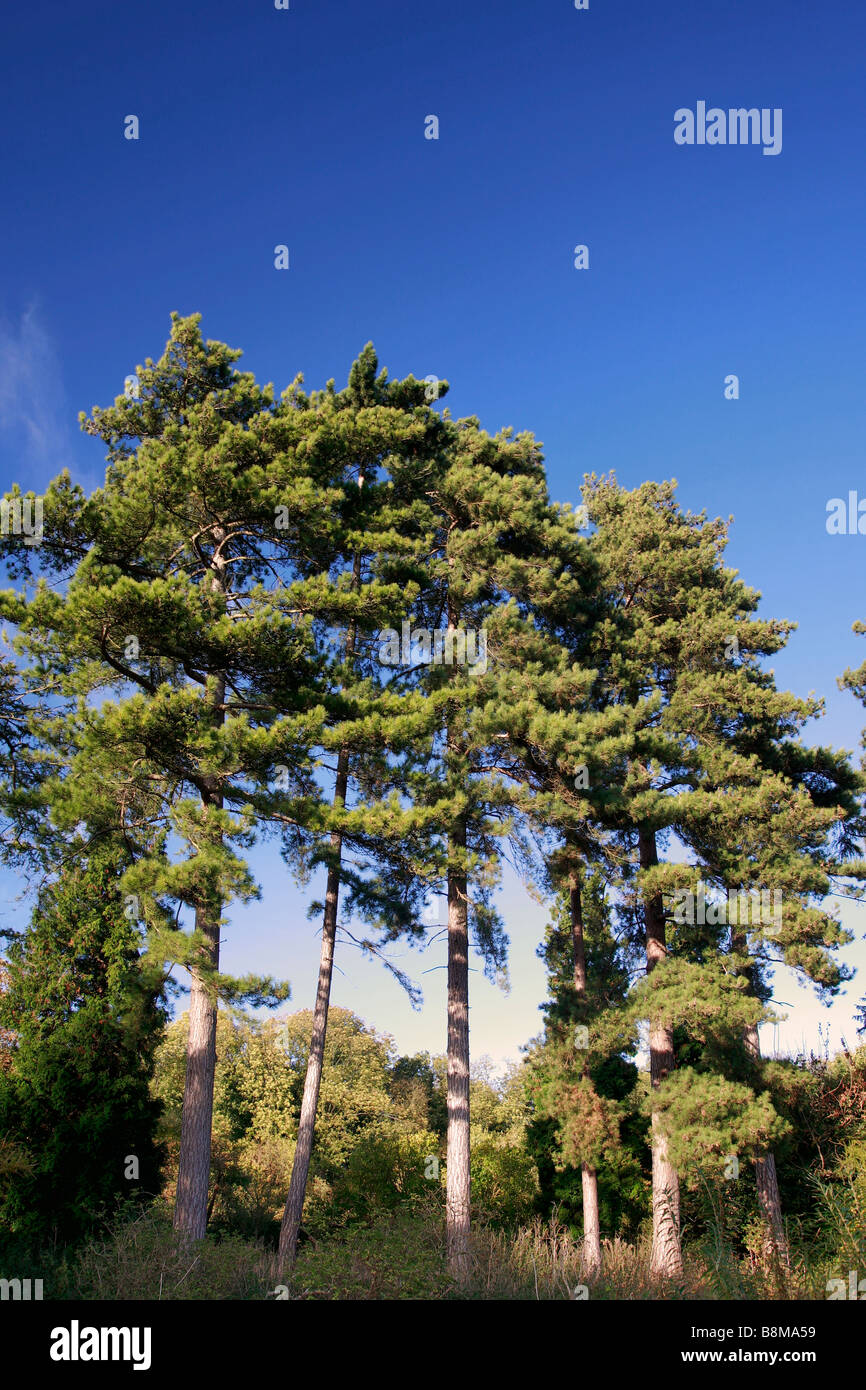 Landscape Scots Pines trees landscapes Colours English Woodland New Forest National Park Hampshire County England UK Stock Photo