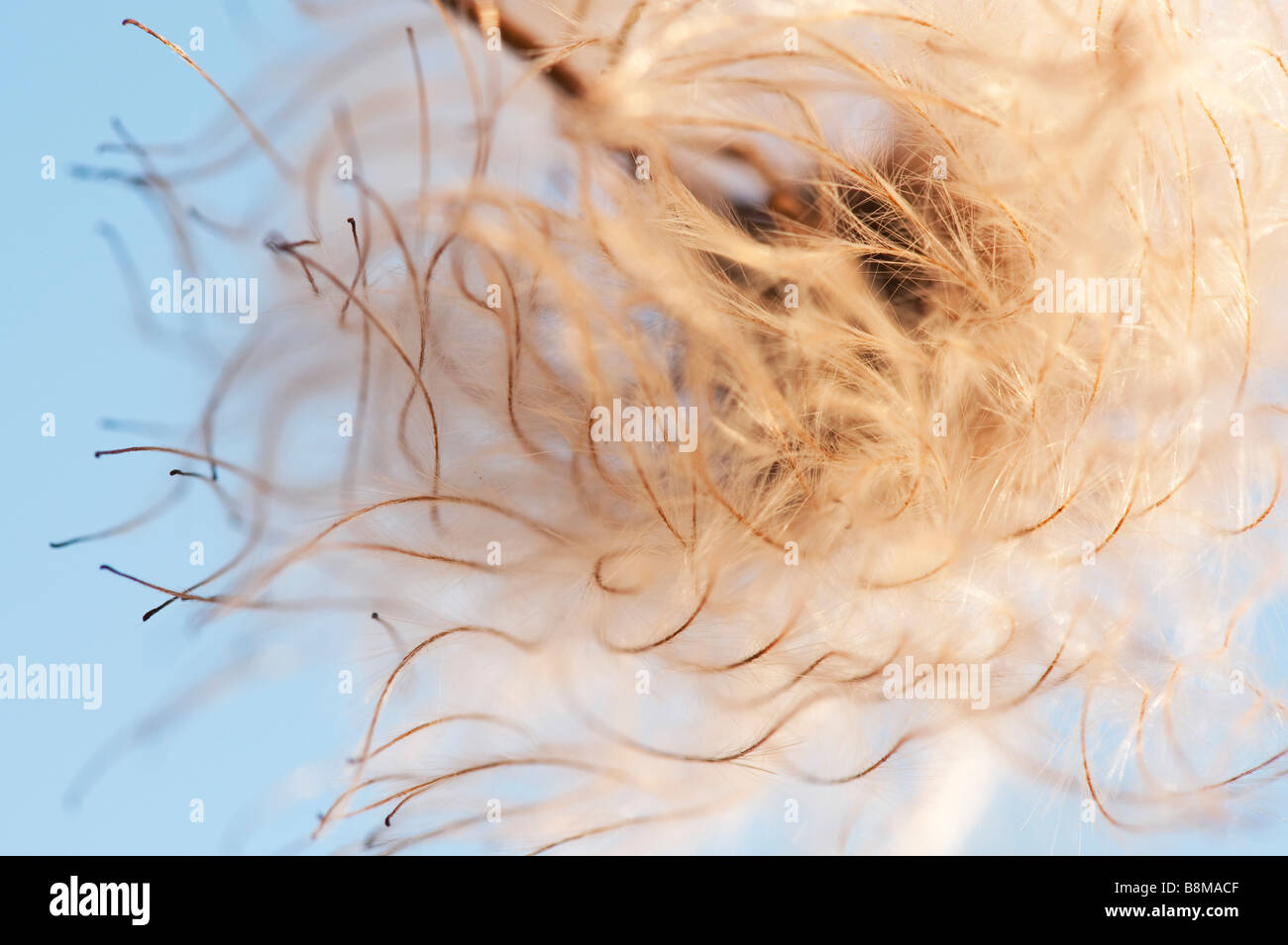 Clematis orientalis seed head against a blue sky. Selective focus Stock Photo