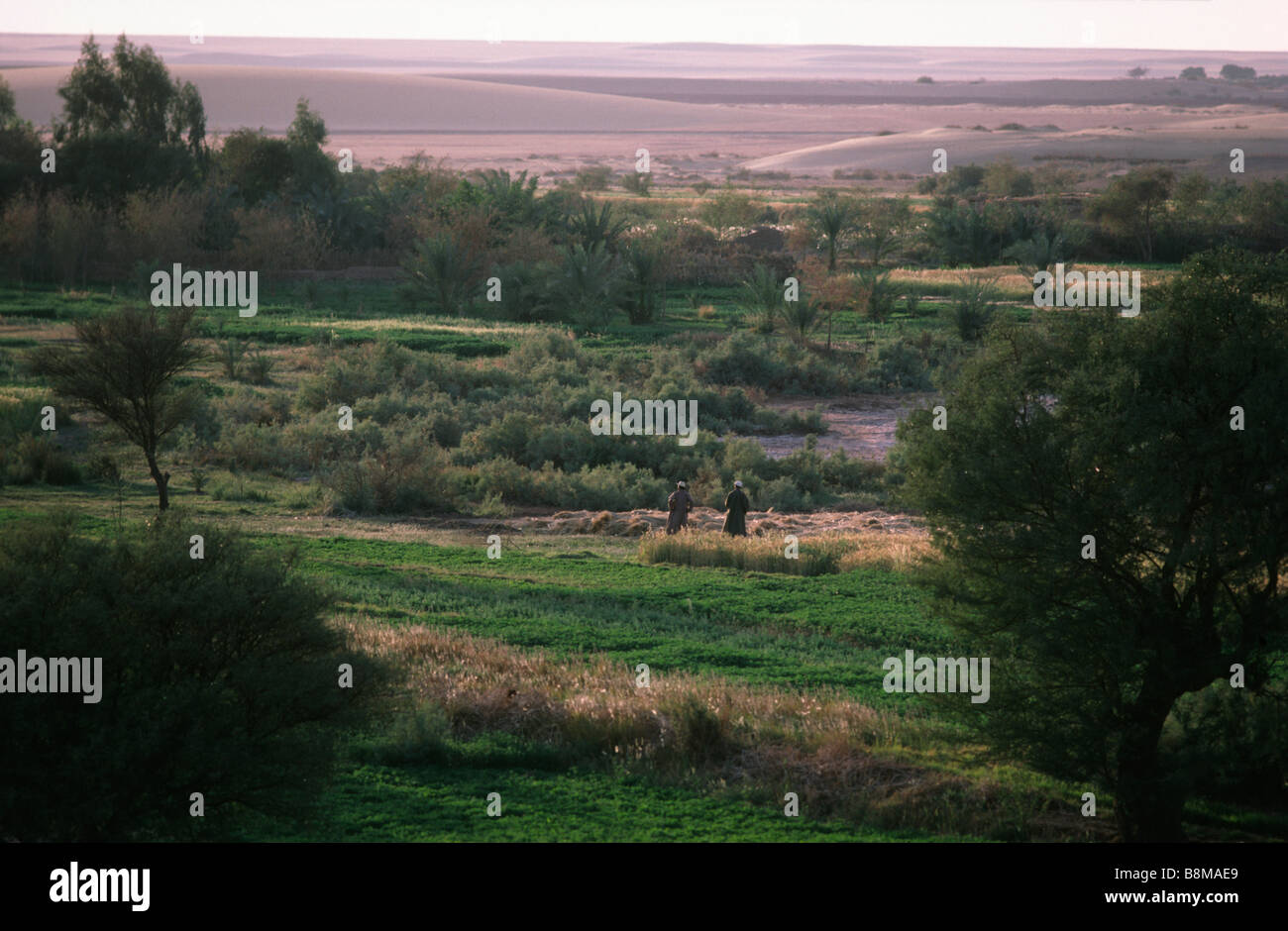 Kharga Oasis, Egypt Stock Photo