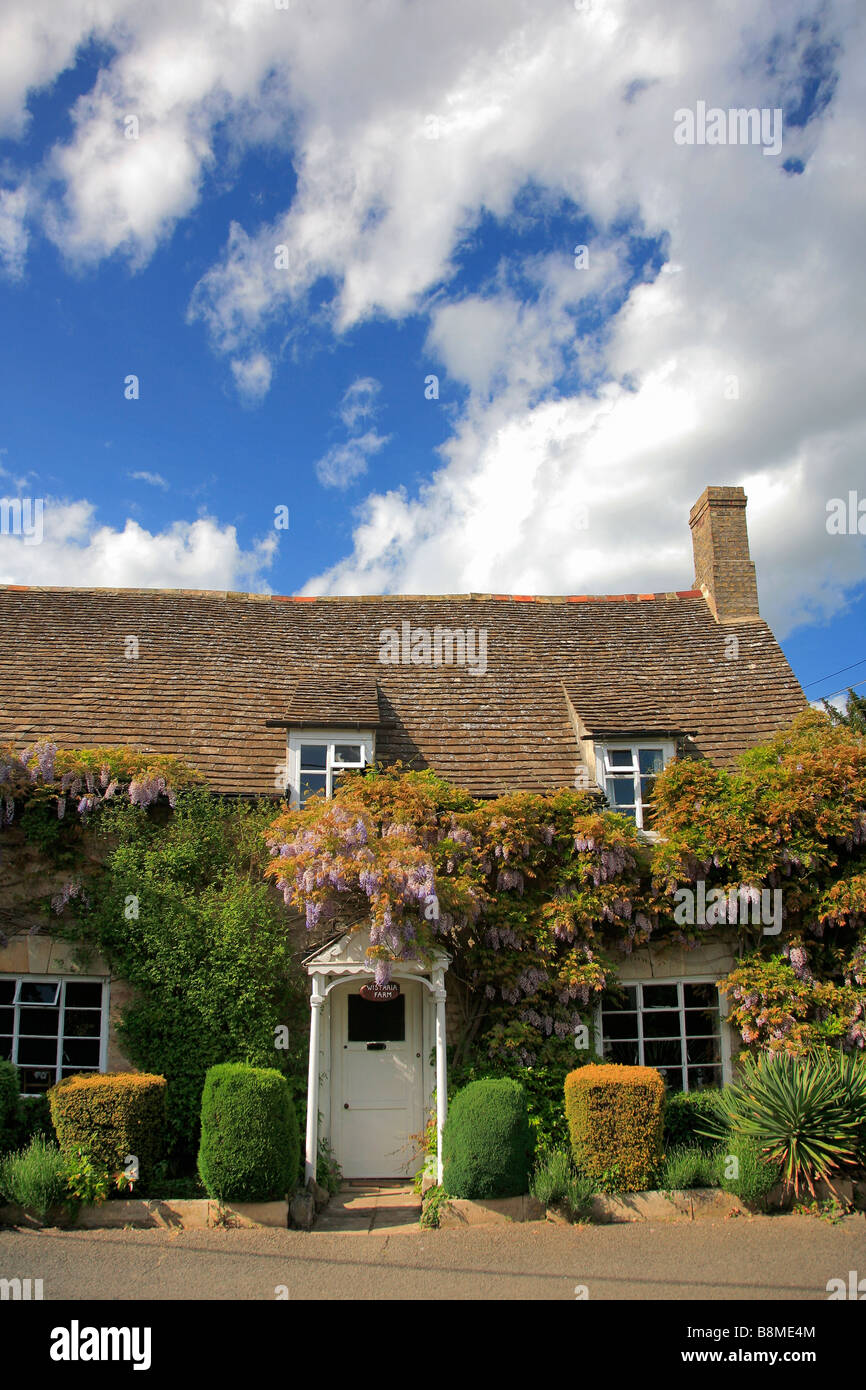 Maxey England Stone Built Thatched Cottage with Wisteria flowers Maxey village ...