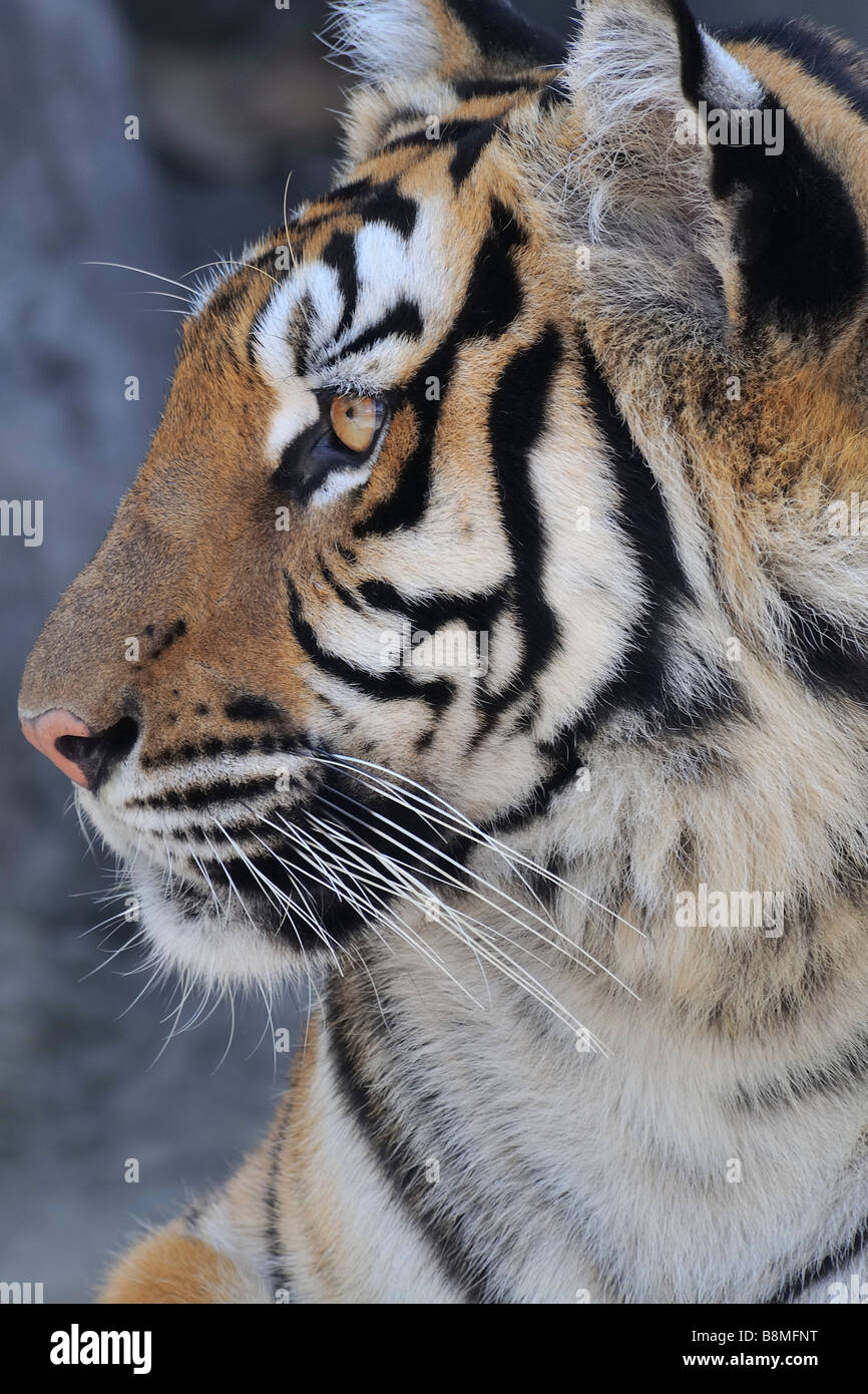 Bengal tiger , Thailand Stock Photo