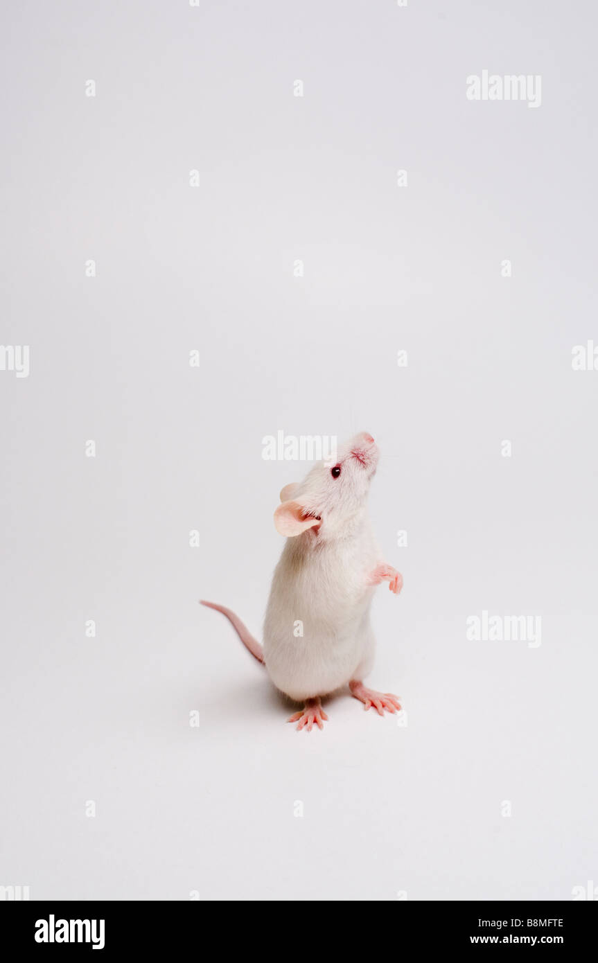 White Mouse Stock Photo
