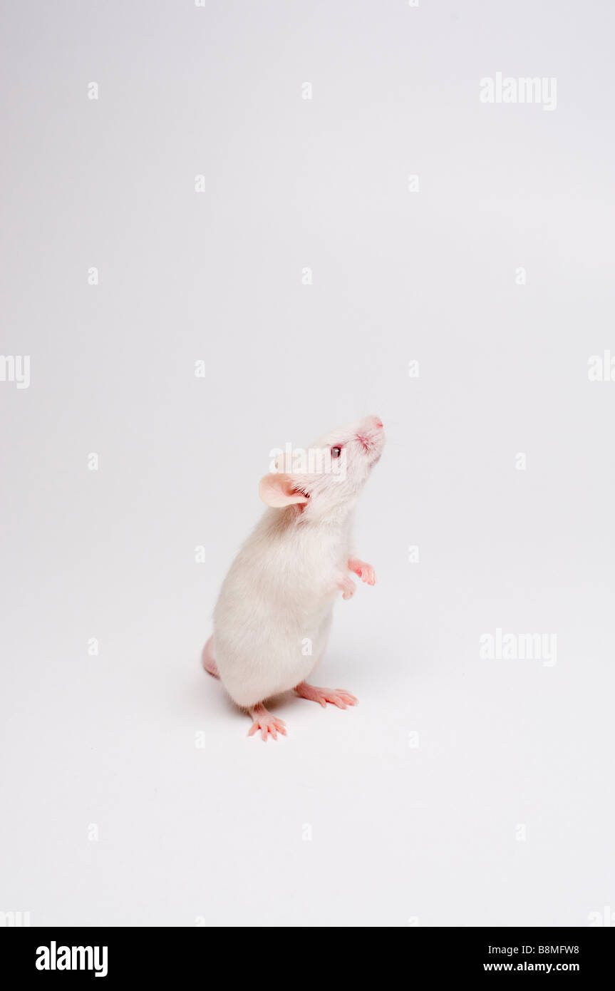White Mice Experiment High Resolution Stock Photography and Images Alamy