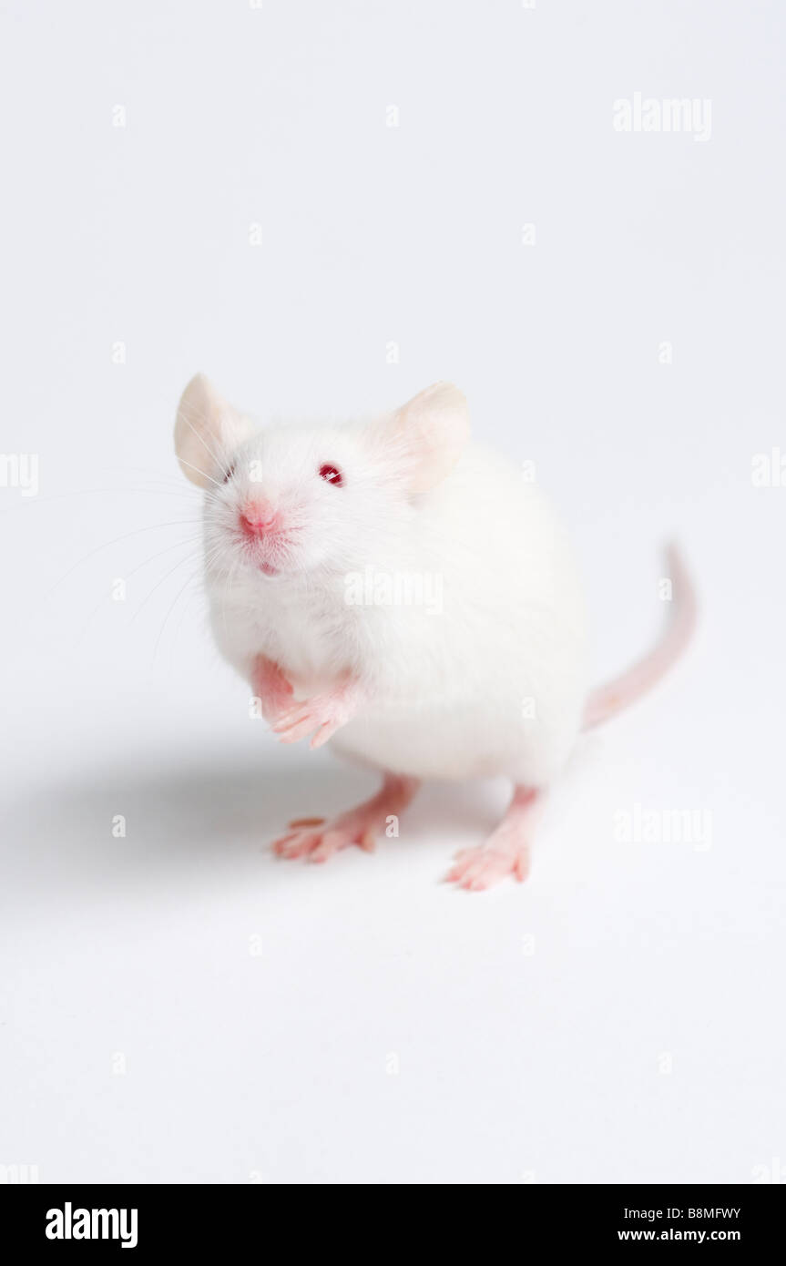 White Mouse Stock Photo