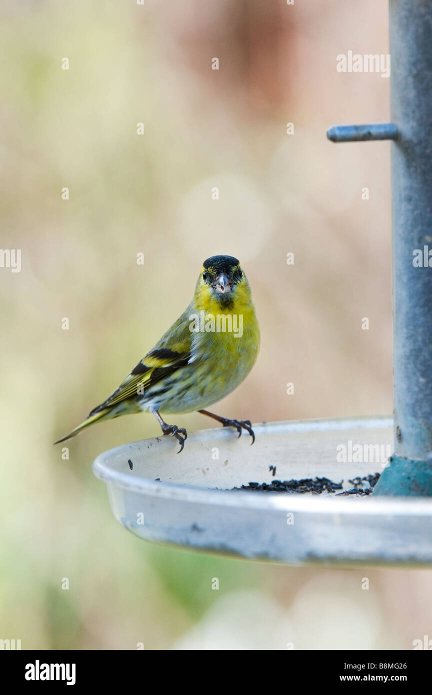 Carduelis spinus. Siskin on bird feeder. UK Stock Photo